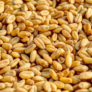 Silozurile cerealelor: avantajele și dezavantajele diferitelor tipuri de silozuri
